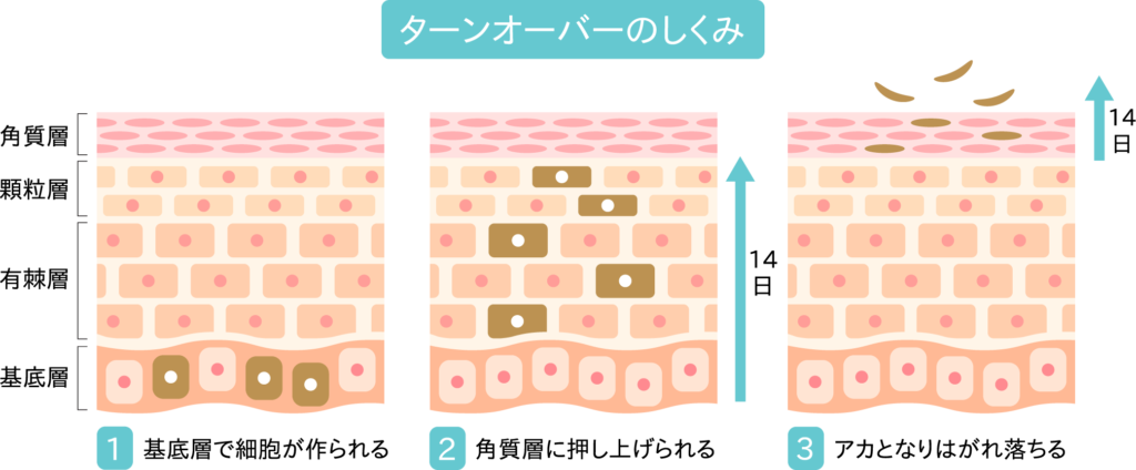 肌のターンオーバーが促進される